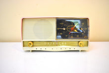 画像をギャラリービューアに読み込む, パウダーピンク 1956 RCA Victor Model 8-C-7FE 真空管 AM クロック ラジオ 素晴らしい状態のサウンドです。 